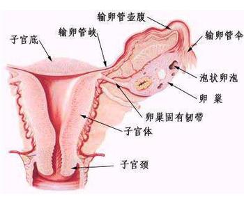 棕南医生介绍：子宫肌瘤的诊断及治疗